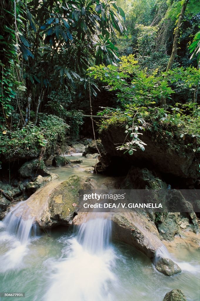 Stream in the tropical forest...