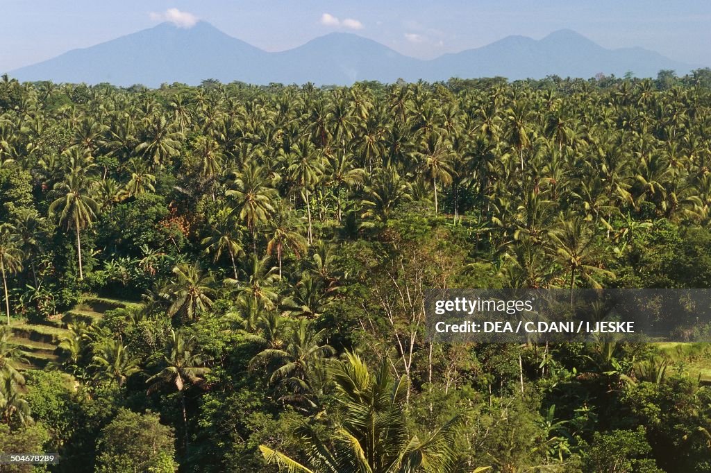 Rice terraces and palm grove...