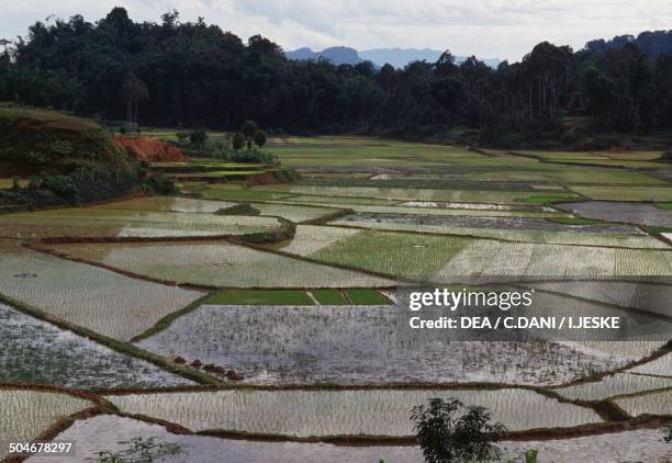 Rice fields, Tana Toraja Regency, Sulawesi, Indonesia.