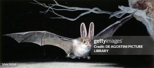 Common brown long-eared bat , Chiroptera, drawing.
