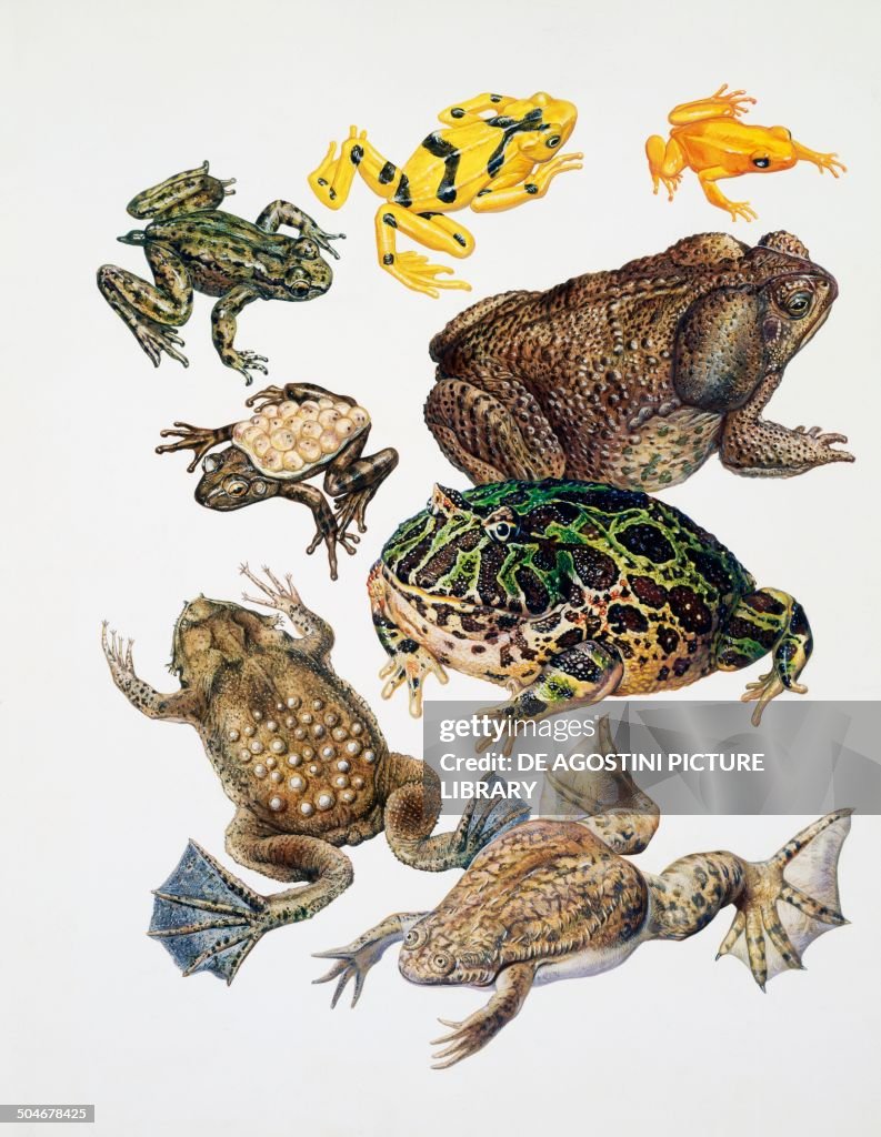 Some species of frogs, Anura, drawing. News Photo - Getty Images