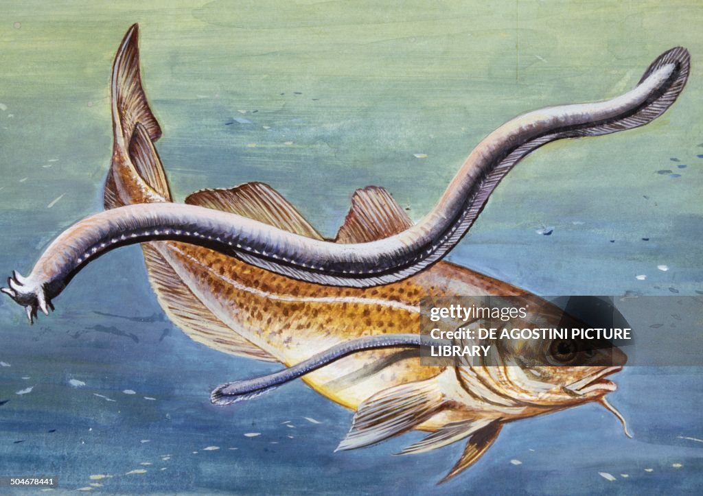 Hagfish or Atlantic Hagfish, Myxinidae