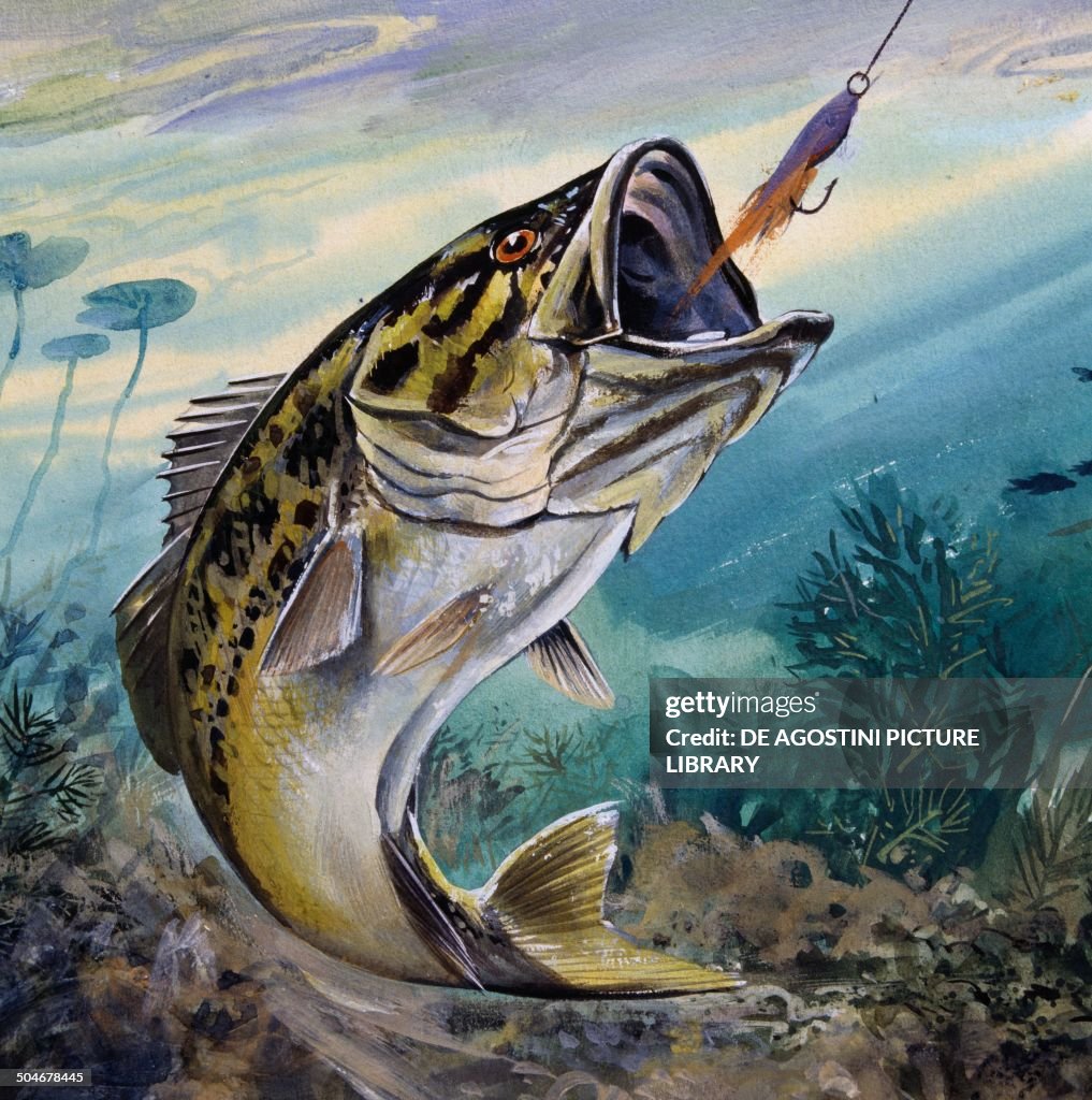 Largemouth Bass or Black Bass, Centrarchidae