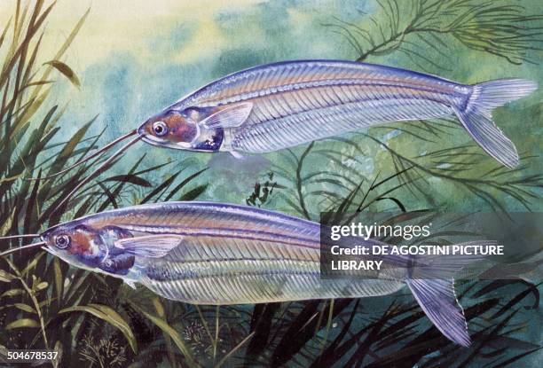 Glass Catfish , Siluridae, drawing.