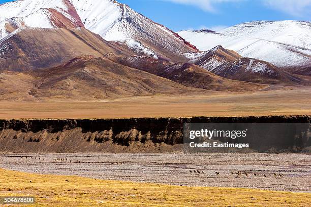 tibetan argali run on qinghai-tibet platea,china. - argali stock pictures, royalty-free photos & images