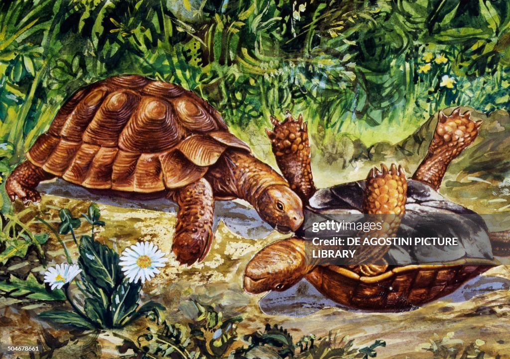 Spur-thighed Tortoise or Greek Tortoise...