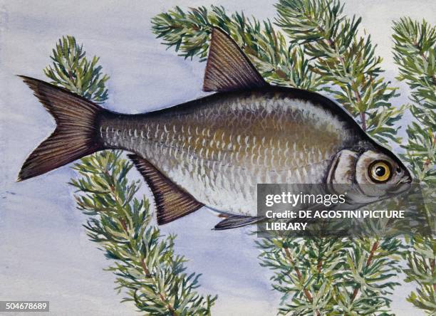 Bream Dissection 114 Carp Bream Stock Photos, High-Res Pictures, and Images - Getty Images