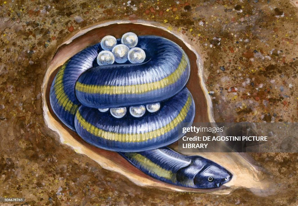 Ceylon Caecilian guarding her eggs coiled up