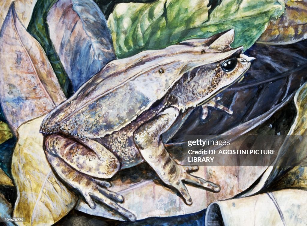 Long-nosed horned Frog or Malayan horned Frog...