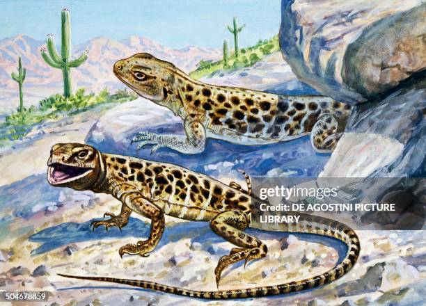 Longnose leopard Lizard , Crotaphytidae, drawing.