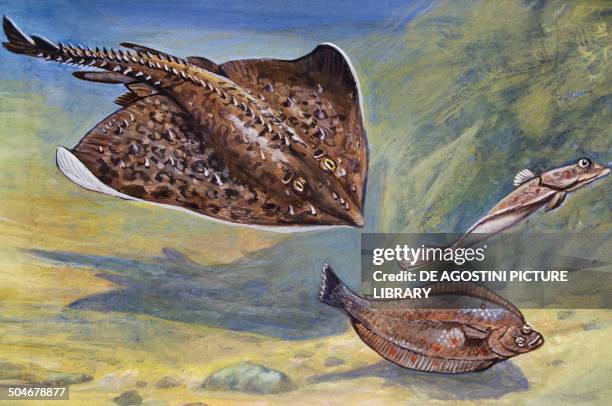 Thornback Ray Rigs Thornback Photos and Premium High Res Pictures - Getty Images