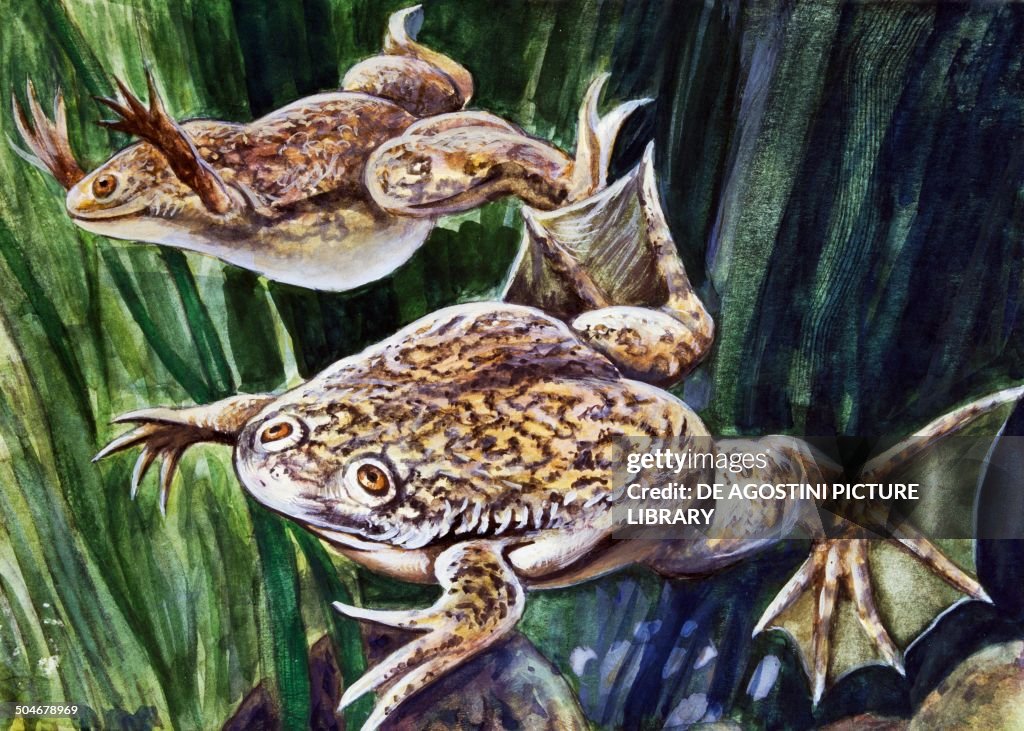 African clawed frog or Xenopus, Pipidae