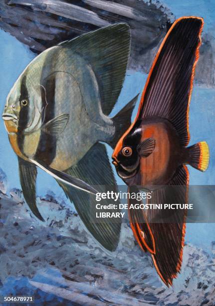 Batfish Draw 159 Swimmer Full Body Drawing Stock Photos, High-Res Pictures, and ...