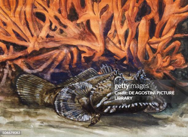 Oyster Toadfish or Ugly Toad , Batrachoididae, drawing. News