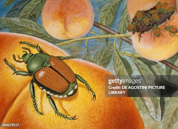 Japanese Insect Drawing Japanese Beetles Photos and Premium High Res Pictures - Getty Images