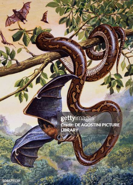 Darwin Python E Darwin Carpet Python Photos and Premium High Res Pictures - Getty Images