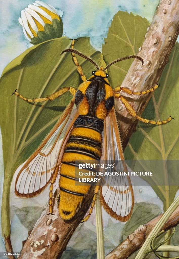 Hornet Moth or Hornet Clearwing, Sesiidae