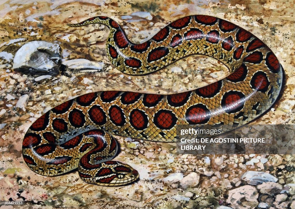 Russel's Viper, Viperidae