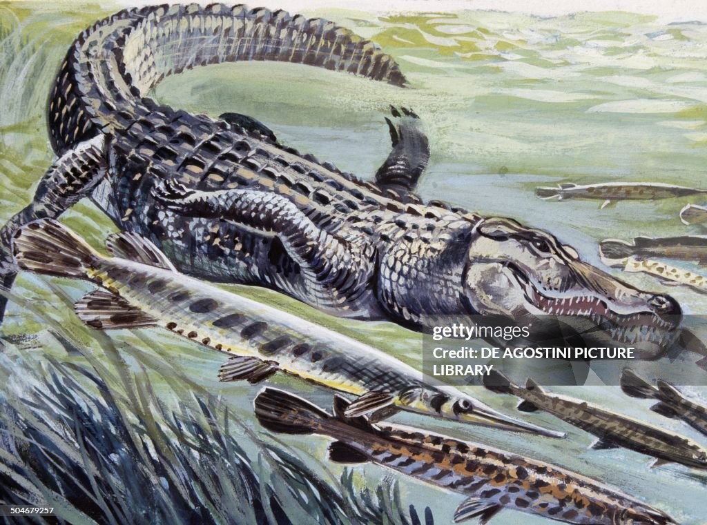 Longnose gar, Lepisosteidae