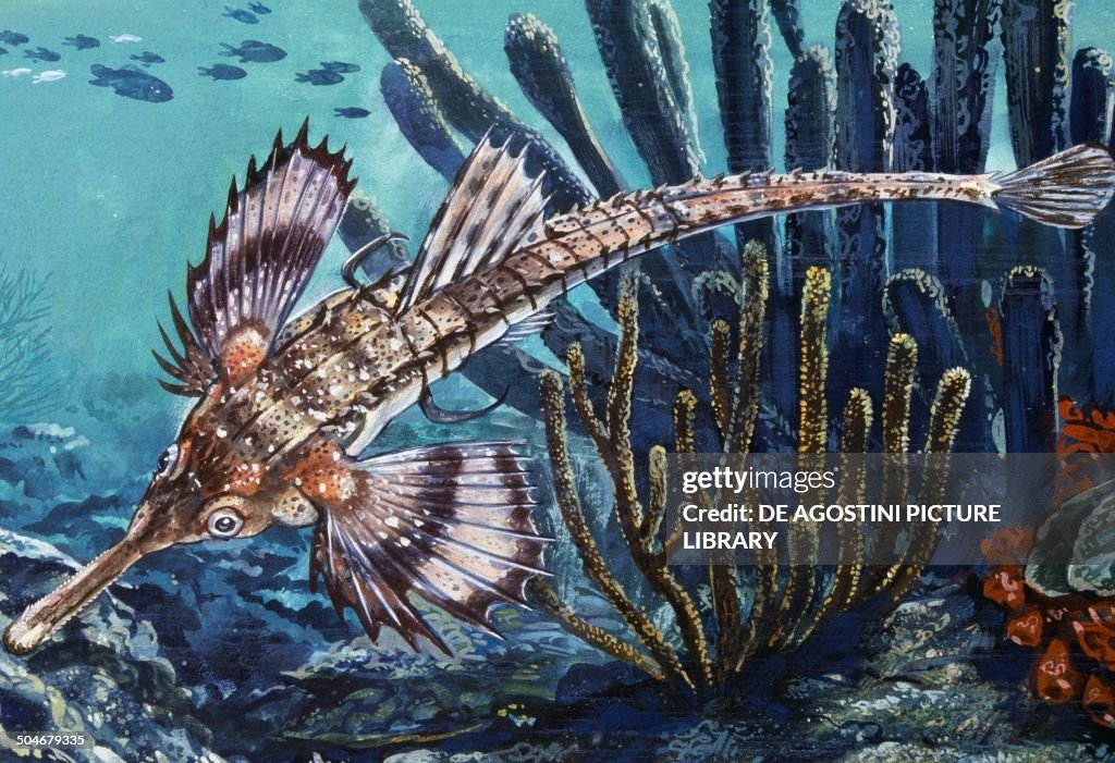 Longtail Seamoth or Long-tailed Dragonfish...