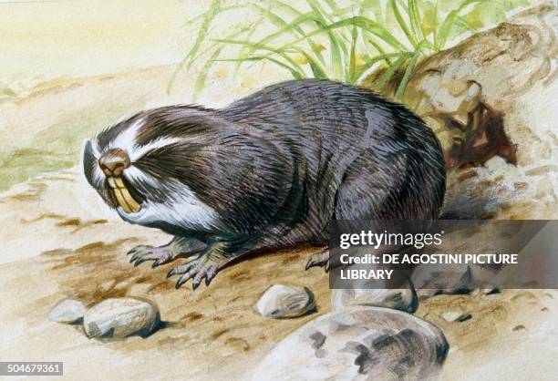 Greater mole Rat , Spalacidae, drawing.