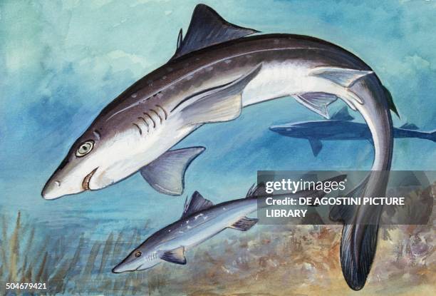 Spiny dogfish or Spurdog , Squalidae, drawing.