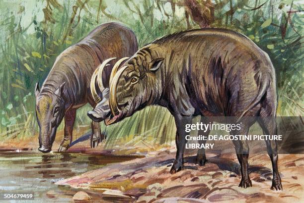 Buru Babirusa or Golden Babirusa , Suidae, drawing.