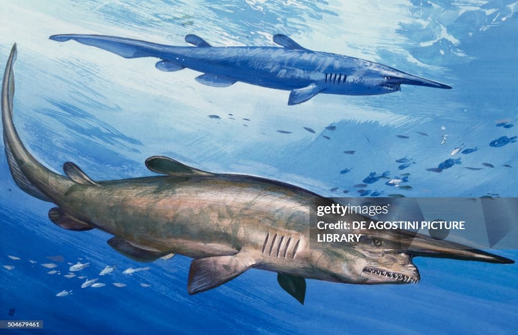 Goblin Shark, Mitsukurinidae
