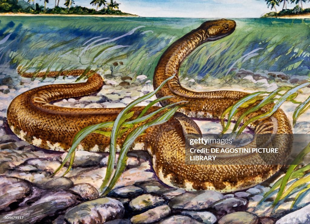Elephant trunk Snake, Acrochordidae