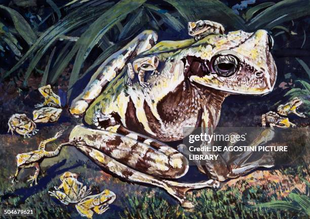 Pouched Frog , Hemiphractidae, drawing.
