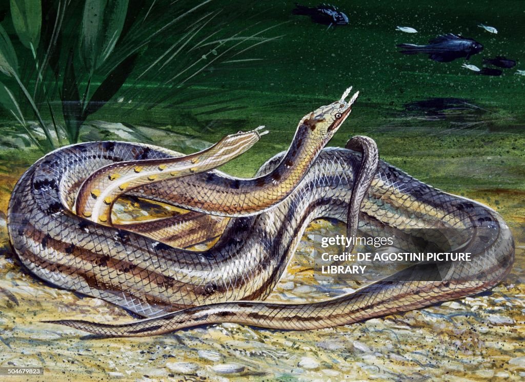 Tentacled Snake, Colubridae