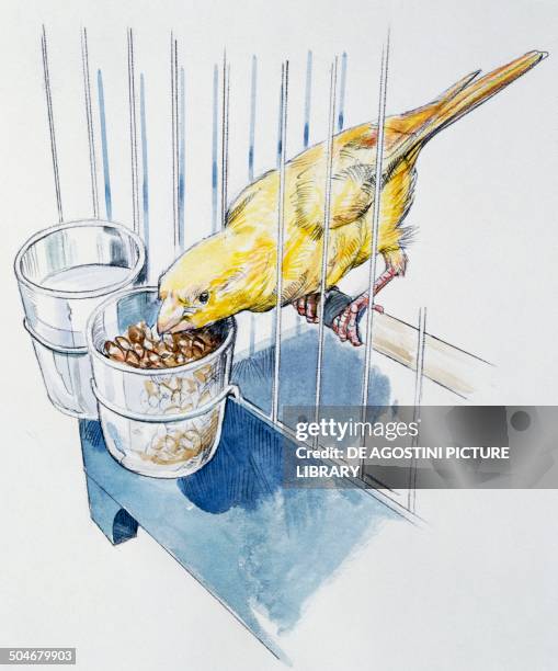 Cage Drawing Insect Empty Cage Drawing Photos and Premium High Res Pictures - Getty Images