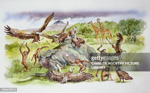 Australopithecus genus hominids chase away vultures to take possession of a an elephant carcass, drawing.