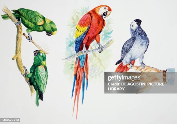Pair of Yellow-crowned Amazon , Scarlet Macaw and Grey Parrot , Psittacidae, drawing.