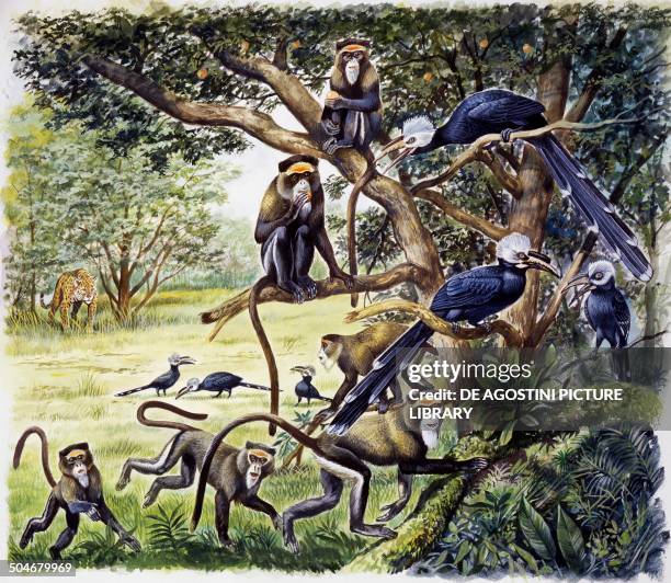 Guenon Library Guenons Photos and Premium High Res Pictures - Getty Images