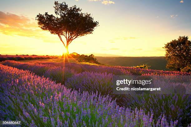 lavender in provence at sunset - bright beautiful flowers 個照片及圖片檔