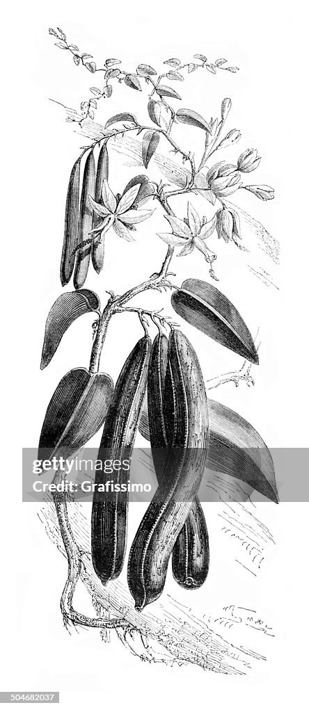 Plant of Vanilla planifolia 1850