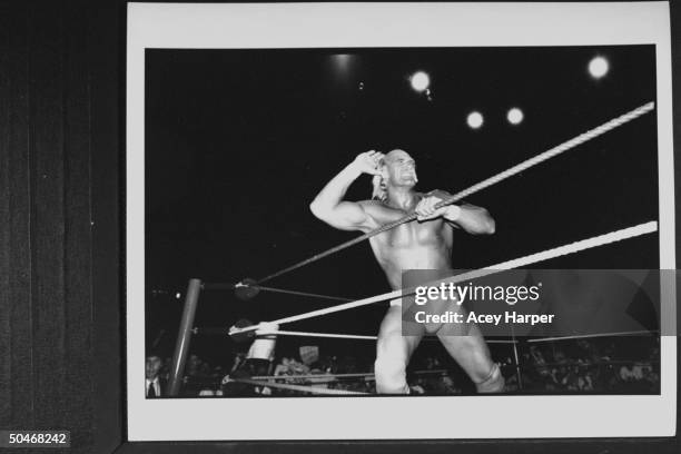 Wrestler Hulk Hogan in wrestling togs, hanging on to the ropes in the ring as he eggs on his cheering fans while warming up before bout at the Miami...