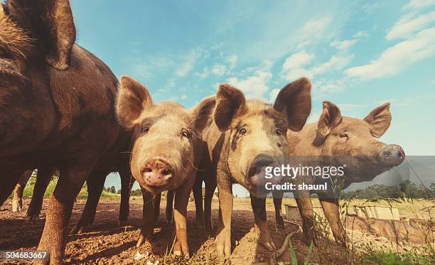 pigs in a row - pig snout stock pictures, royalty-free photos & images