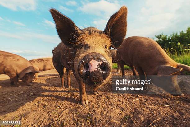 pig pen - pig snout stock pictures, royalty-free photos & images