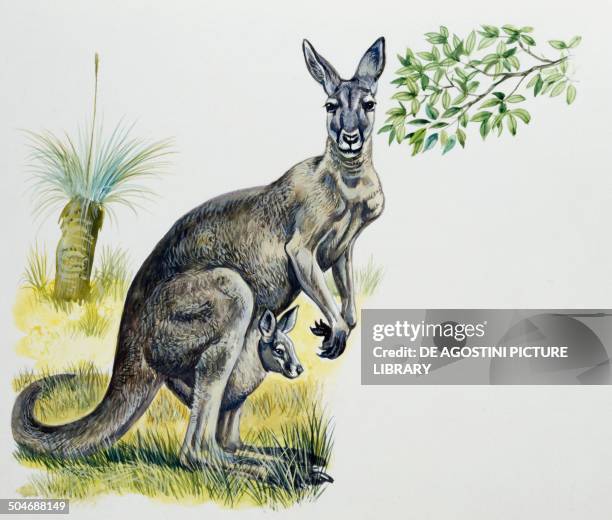 Eastern grey Kangaroo mother with her joey inside the pouch, Macropodidae, drawing.