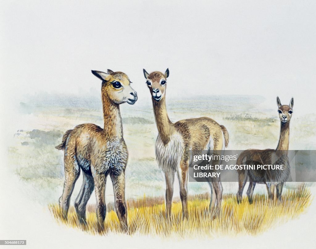 Vicogna fawns, Camelidae