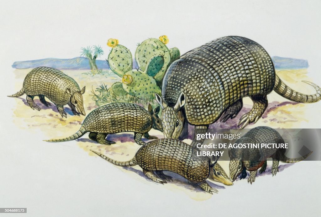 Female and pups of Nine-banded Armadillo...