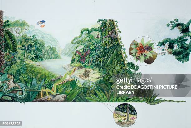 The Amazon rainforest environment and wildlife, South America, drawing.