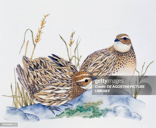 Pir of Common Quails , Phasianidae, drawing.