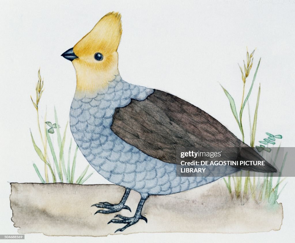 Scaled Quail, Odontophoridae