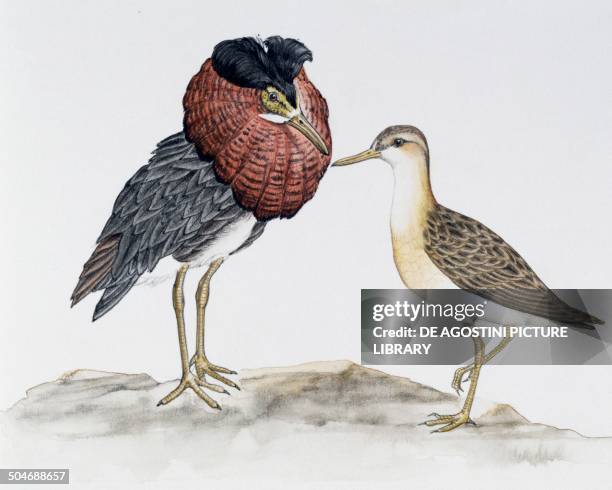 Animal Ruff Drawing Pair Of Ruffs Photos and Premium High Res Pictures - Getty Images