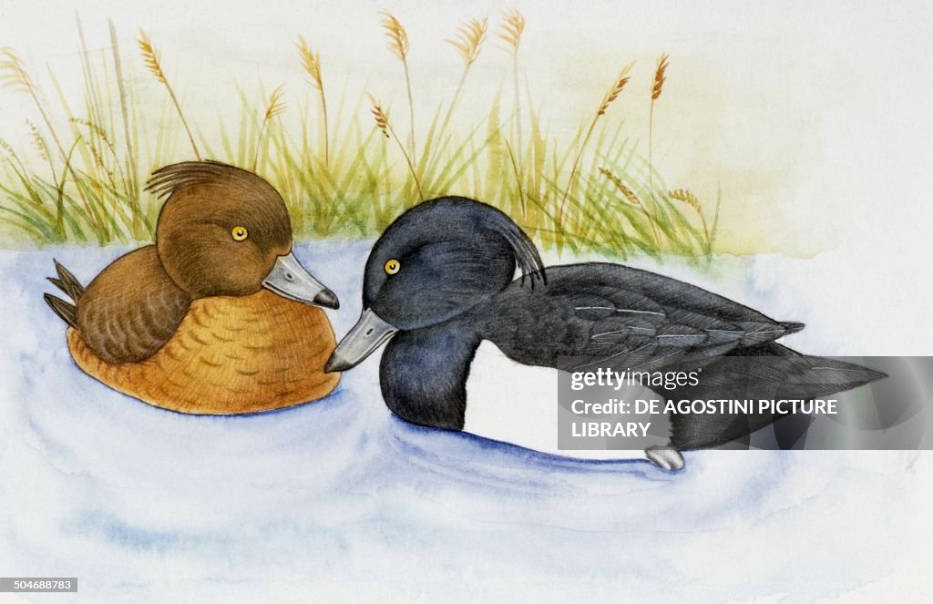 Pair of Tufted Ducks, Anatidae