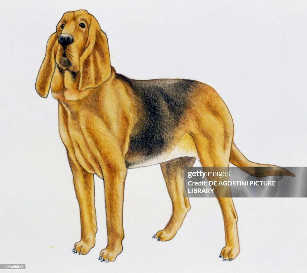 Bloodhound, Canidae