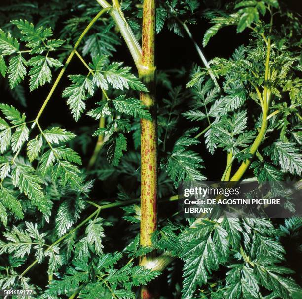 Hemlock , Apiaceae, detail.